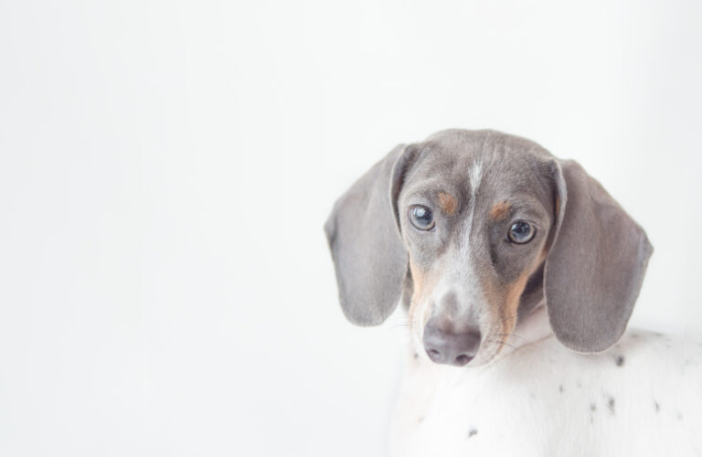 White & Blue Mini Dachshund with white background