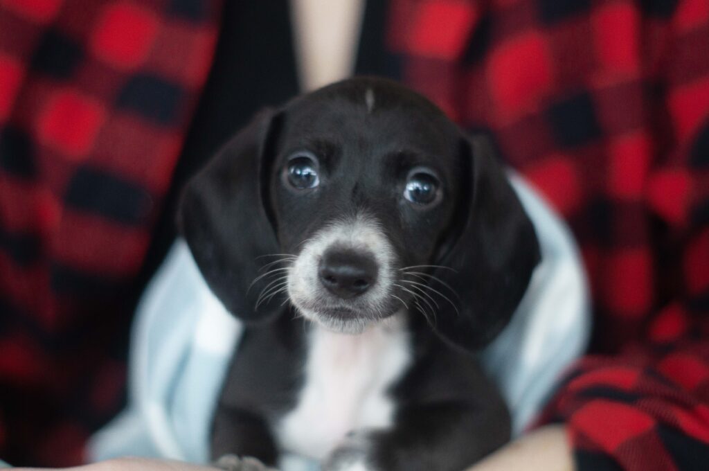 Black Dachshund with red & black plaid background