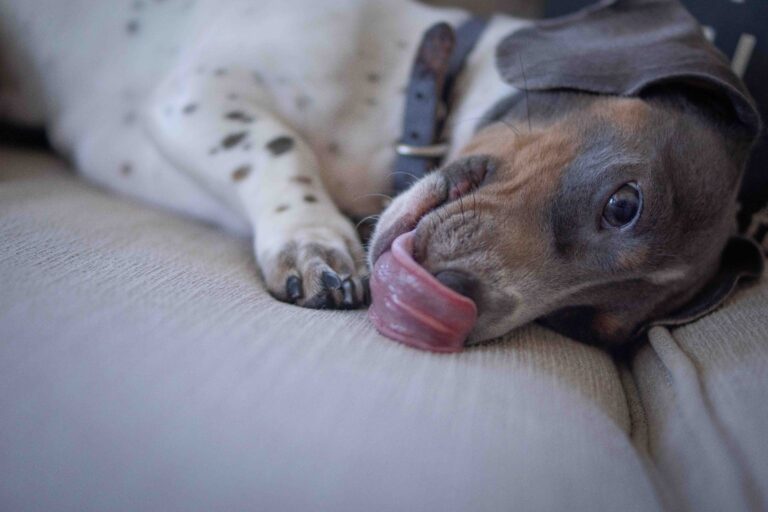 White & Blue Mini Dachshund licking her nose