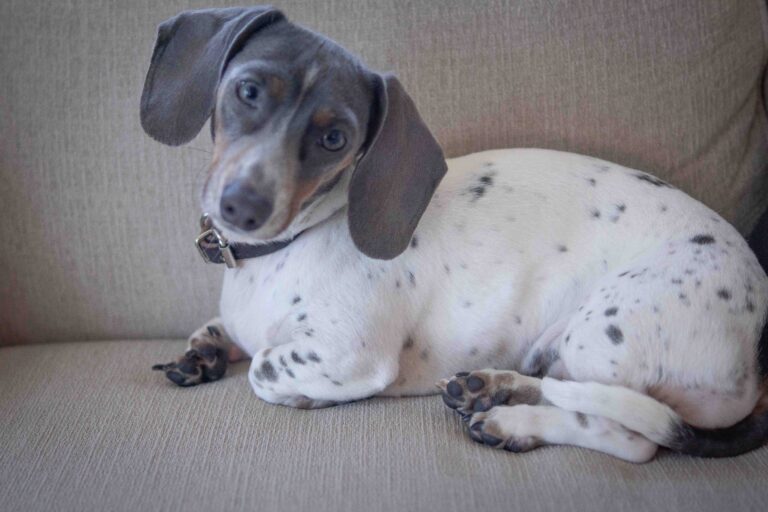 White & Blue Mini Dachshund with Spots