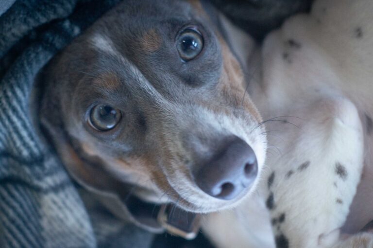 White & Blue Mini Dachshund with Spots